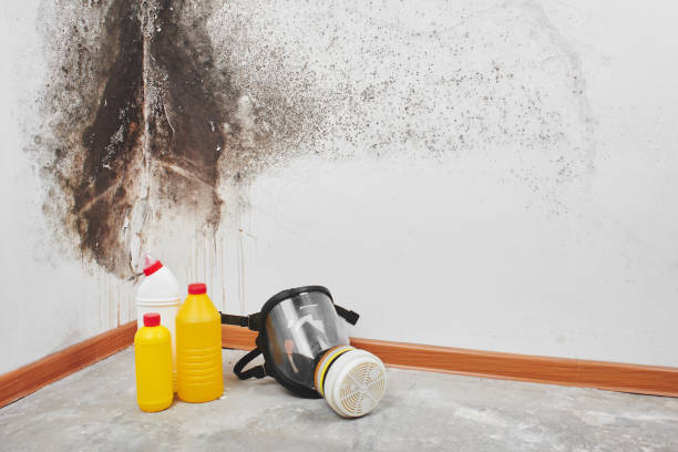 Best Mold Remediation  in Skyline Ganipa, NM
