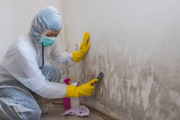 Best Attic Mold Removal  in Skyline Ganipa, NM