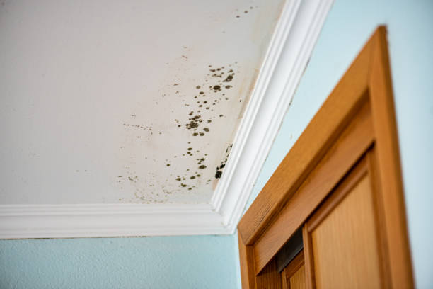 Best Residential Mold Removal  in Skyline Ganipa, NM