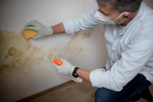 Best Mold Damage Repair  in Skyline Ganipa, NM