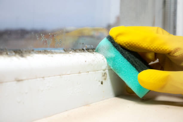 Best Local Mold Removal Service  in Skyline Ganipa, NM