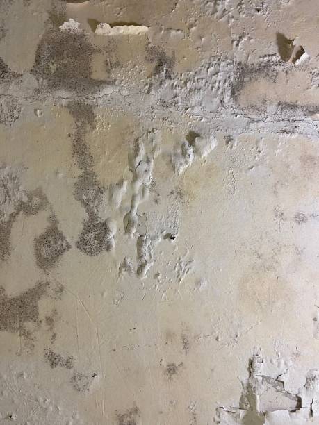 Best Professional Mold Removal  in Skyline Ganipa, NM
