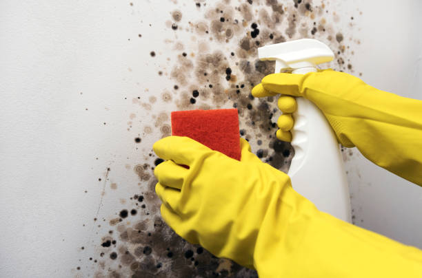 Best Mold Testing and Removal  in Skyline Ganipa, NM