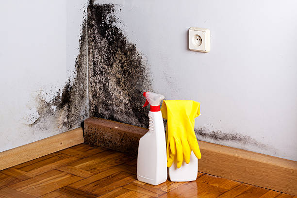 Mold Testing and Removal in Skyline Ganipa, NM
